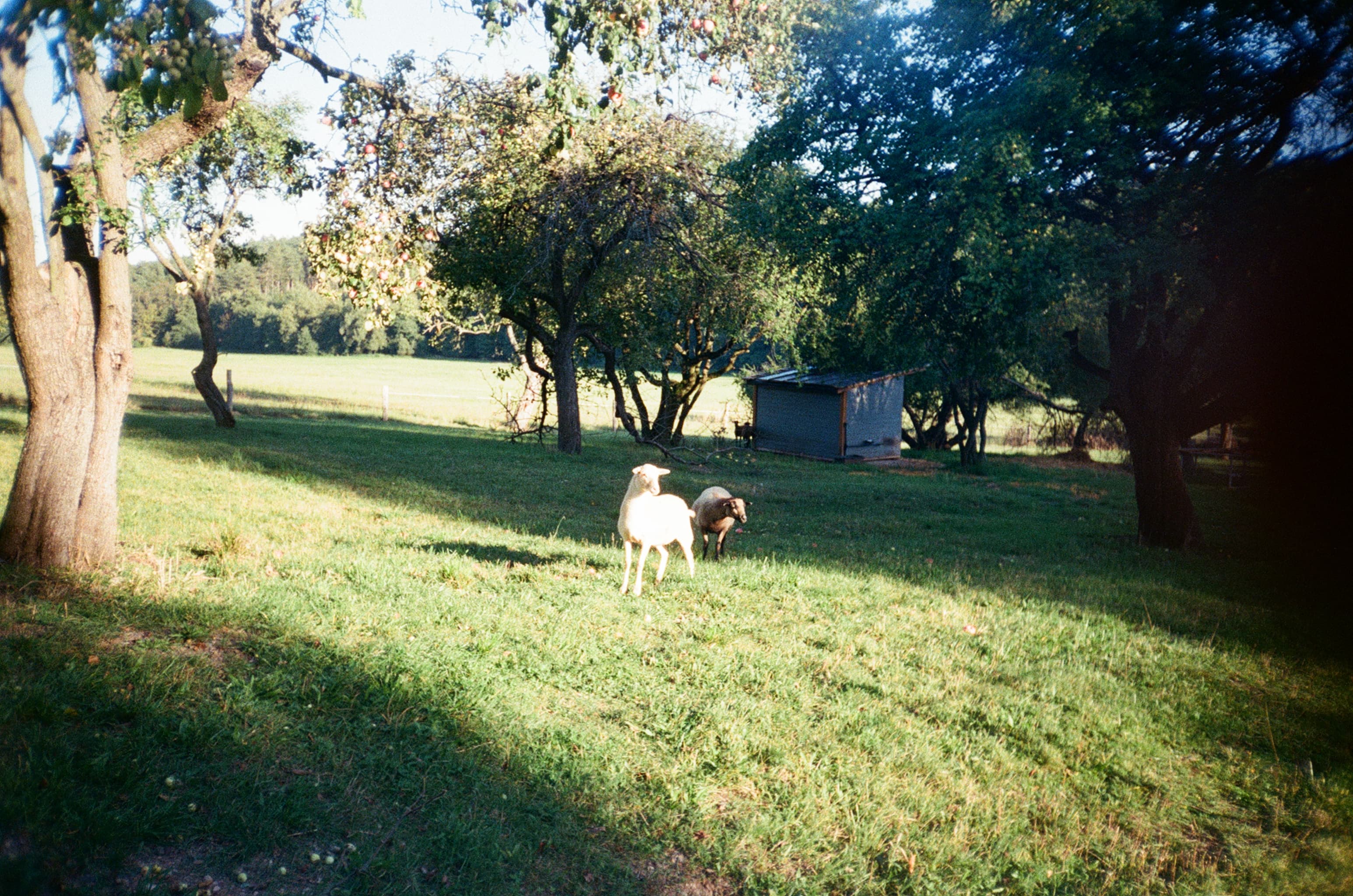 Starý Sad Hero Image